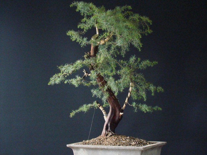Juniperus communis II.- yamadori Iu_310