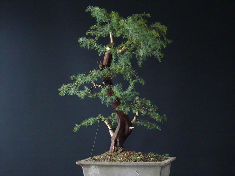 Juniperus communis II.- yamadori Iu_410