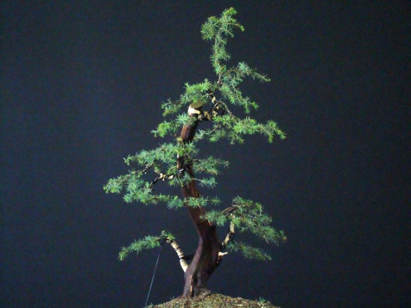 Juniperus communis II.- yamadori Iu_510