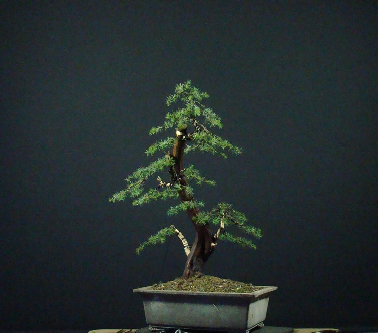 Juniperus communis II.- yamadori Iu_710