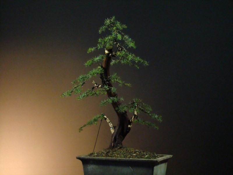 Juniperus communis II.- yamadori Iu_810