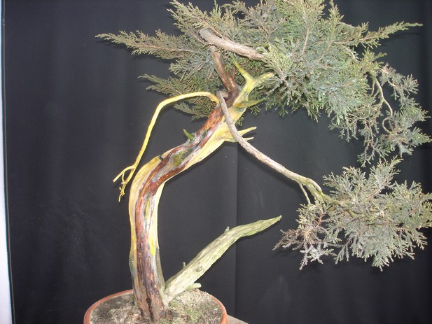 Juniperus virginiana "Upside down" - garden-yamadori 1999 Jav_410