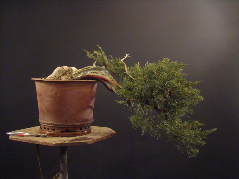 Juniperus virginiana "Upside down" - garden-yamadori 1999 Jav_810