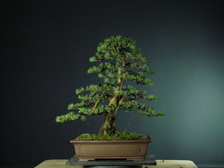 Pinus sylvestris 2003 - restyling Jo_3510