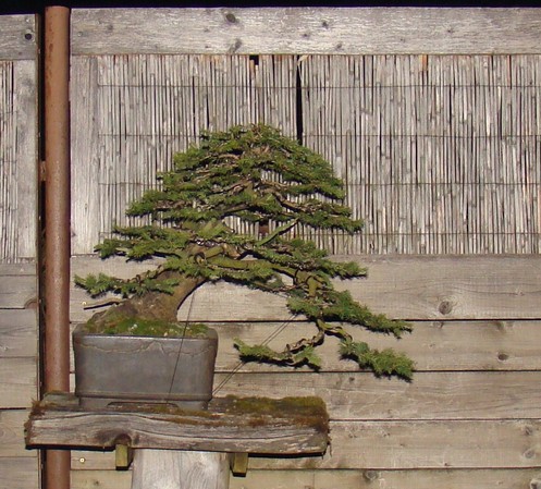Picea abies 2002 - yamadori "LOGO" Jt_00110