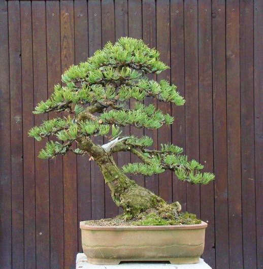 Pinus mugo 2004 Kopie_16