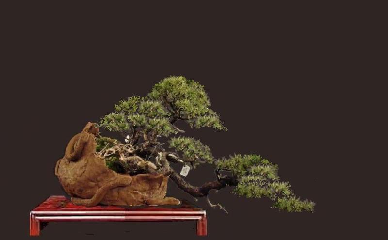 For Joy (Pinus mugo - yamadori "Three Snakes) Kopie_28