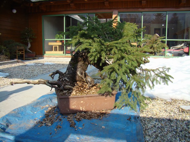 Picea abies "Giant spruce" (M.Škrabal) - FIRST STYLING  2011 Maa_0110