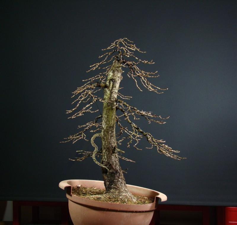 Big yamadori Larch (ovner Mirek) Mob_7111