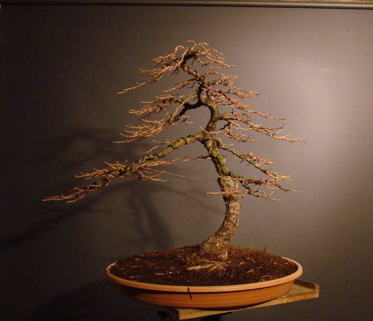 Pine and Larch. Mos_0211