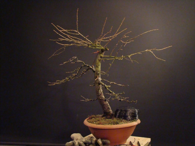 Larch Yamadori - two tree tops - first styling Mox_1010