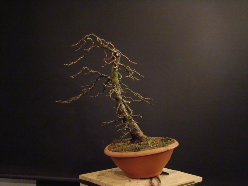 Larch Yamadori - two tree tops - first styling Mox_1410