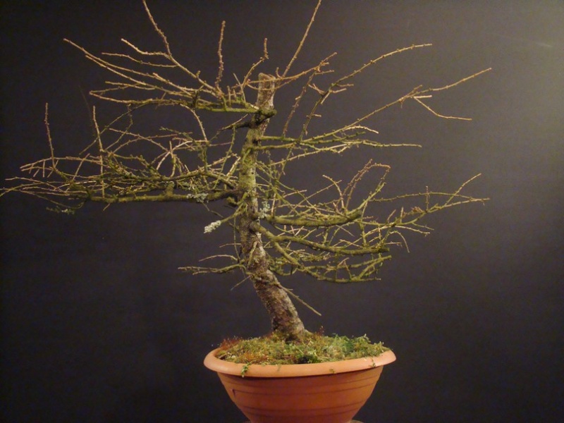 Larch Yamadori - two tree tops - first styling Mox_510