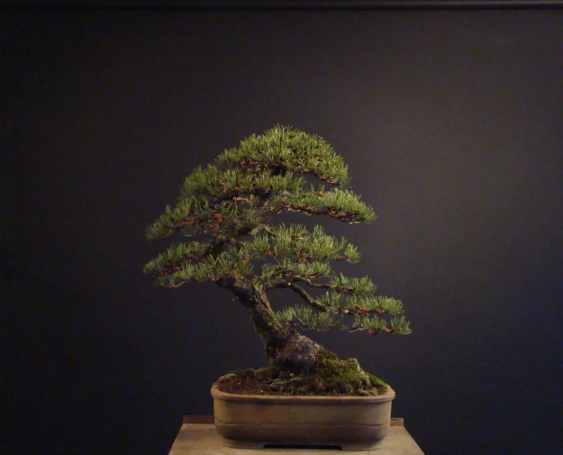 Pinus mugo 2004 - Page 2 Mtr_1110
