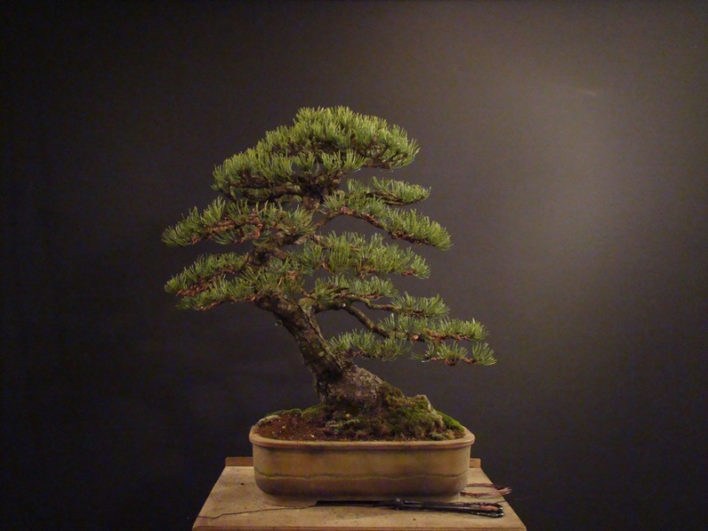 Pinus mugo 2004 - Page 2 Mtr_410