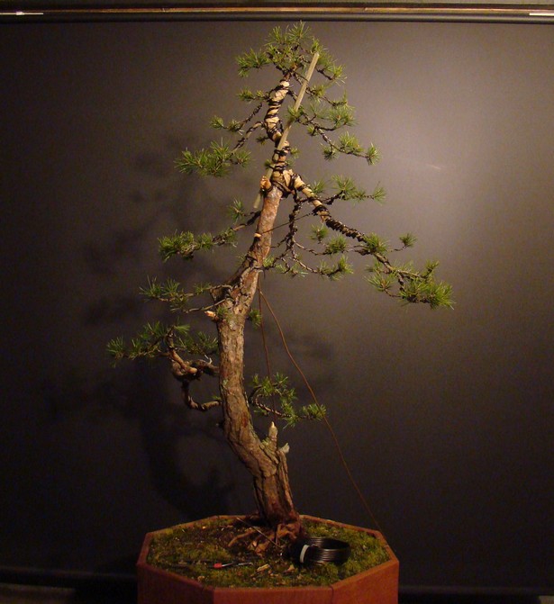 Pine and Larch. P_210