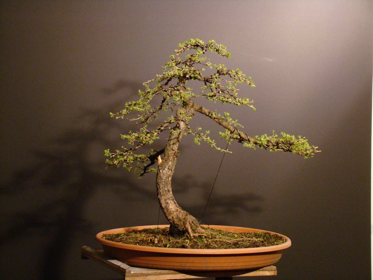 Pine and Larch. P_610
