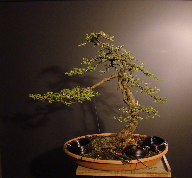 Pine and Larch. P_810