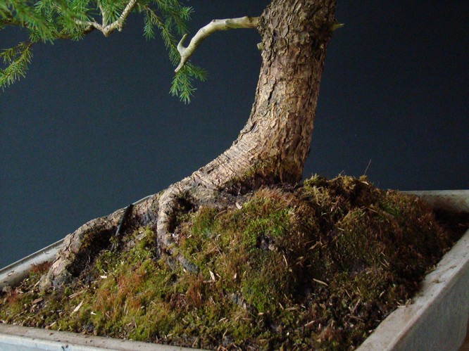 Picea abies - Spruce yamadori - "First" - (owner Mirek Škrabal)  Pab_1010