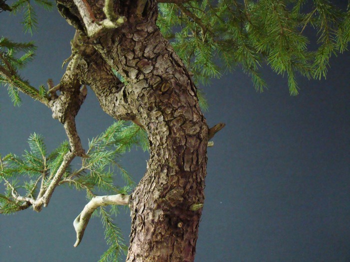 Picea abies - Spruce yamadori - "First" - (owner Mirek Škrabal)  Pab_1110
