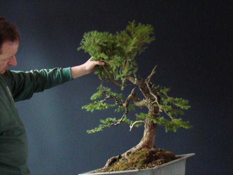 Picea abies - Spruce yamadori - "First" - (owner Mirek Škrabal)  Pab_1610
