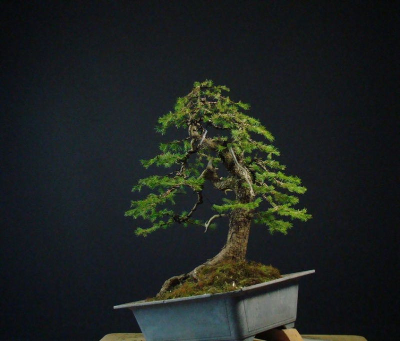 Picea abies - Spruce yamadori - "First" - (owner Mirek Škrabal)  Pab_1910