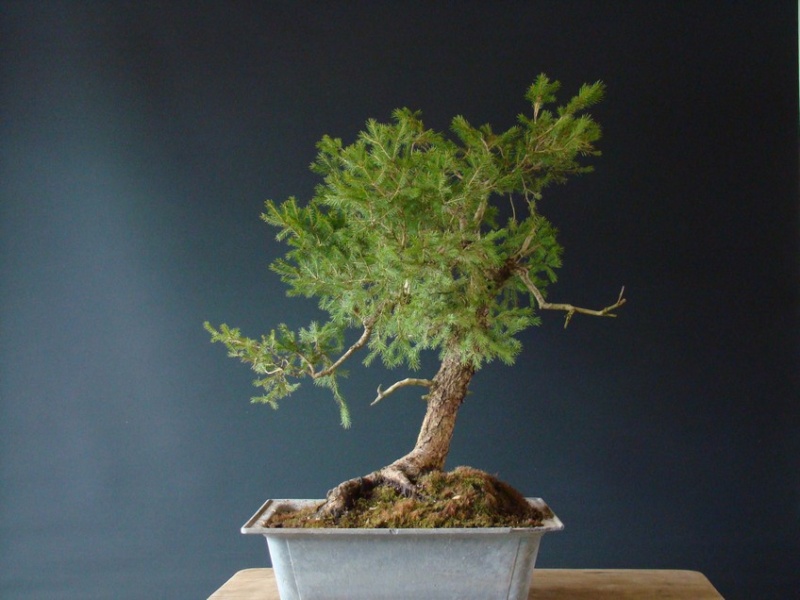 Picea abies - Spruce yamadori - "First" - (owner Mirek Škrabal)  Pab_210