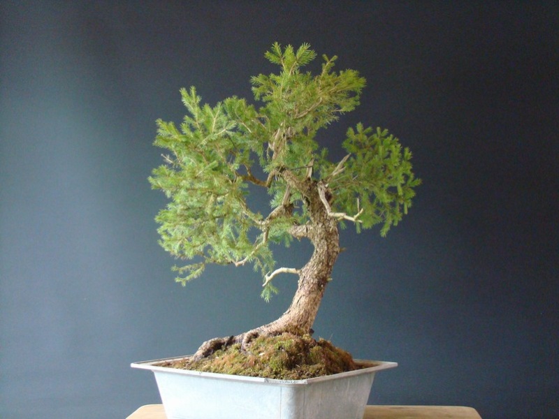 Picea abies - Spruce yamadori - "First" - (owner Mirek Škrabal)  Pab_310