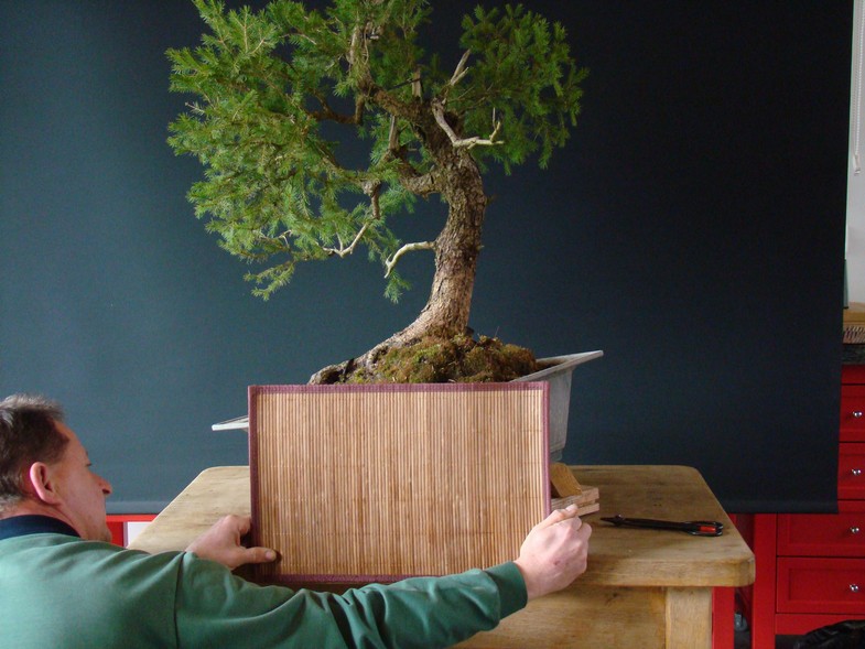 Picea abies - Spruce yamadori - "First" - (owner Mirek Škrabal)  Pab_810