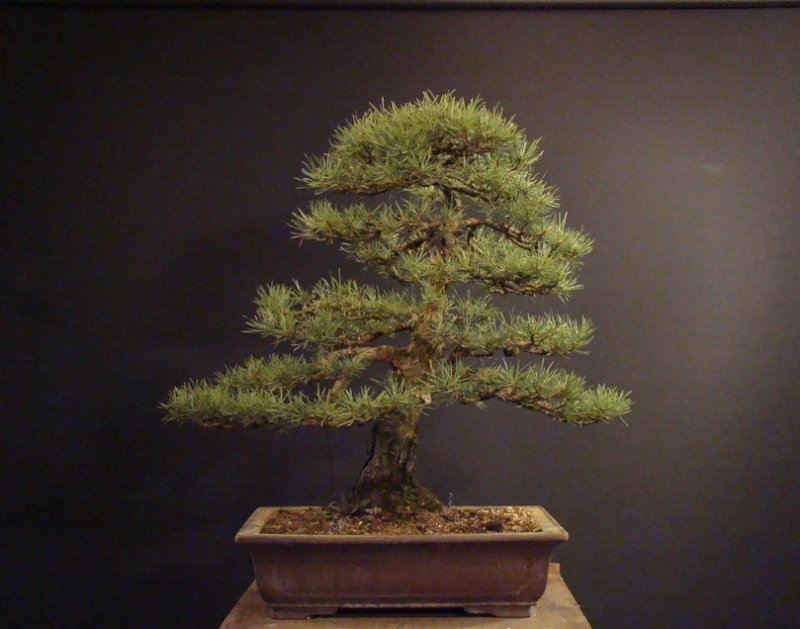 Pinus sylvestris 2003 - restyling Pkr_0010