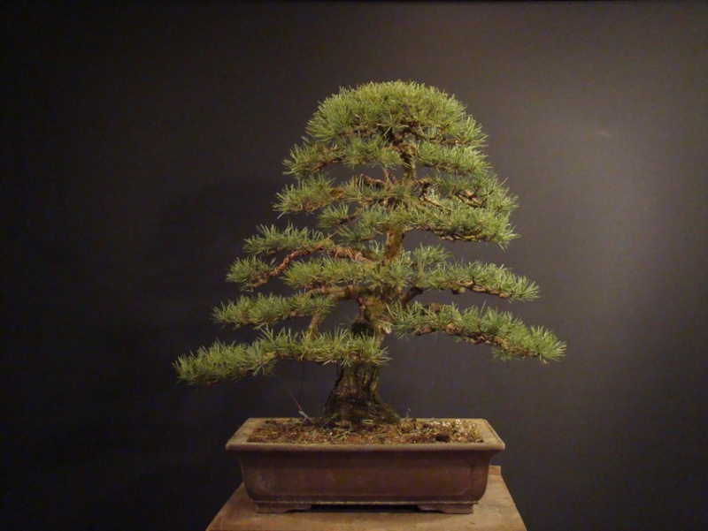 Pinus sylvestris 2003 - restyling Pkr_0011
