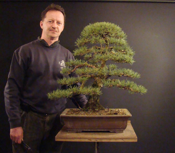 Pinus sylvestris 2003 - restyling Pkr_0012