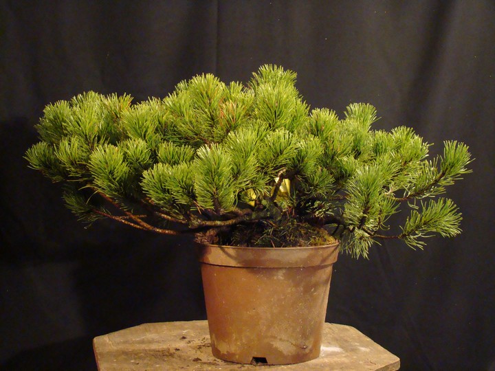 Small Pinus mugo - nursery 2007 Pnur10