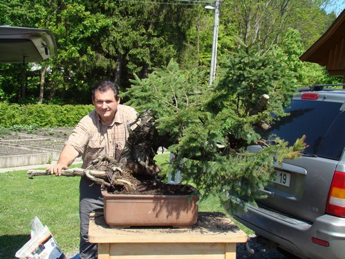 Picea abies "Giant spruce" (M.Škrabal) - FIRST STYLING  2011 Sbr_2110