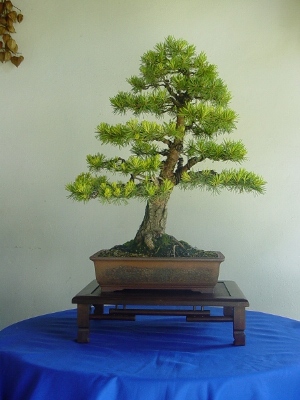 Pinus sylvestris 2003 - restyling Skr_111