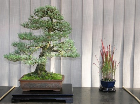 Pinus sylvestris 2003 - restyling Skr_210