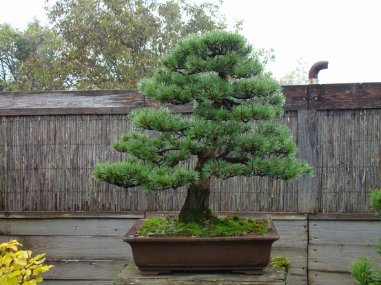 Pinus sylvestris 2003 - restyling Skr_310