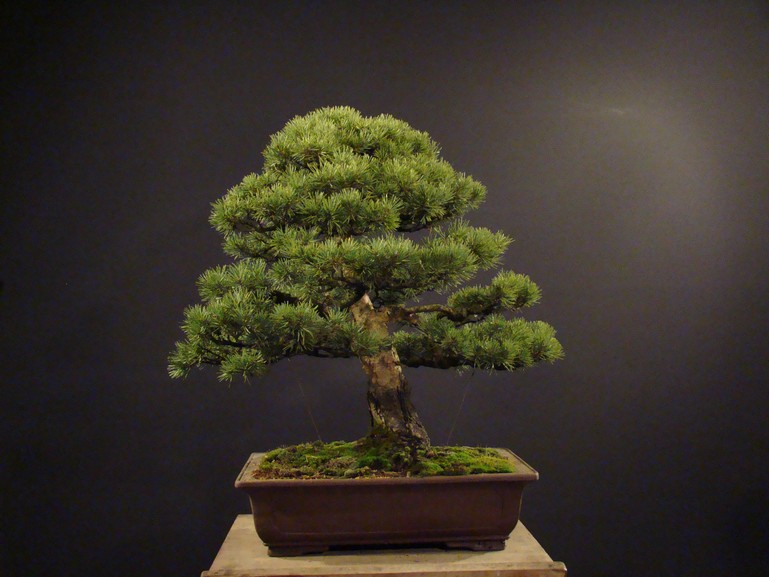 Pinus sylvestris 2003 - restyling Skr_410