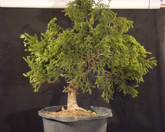 Picea abies - Spruce yamadori - "First" - (owner Mirek Škrabal)  Smrk-110