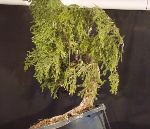 Picea abies - Spruce yamadori - "First" - (owner Mirek Škrabal)  Smrk-111