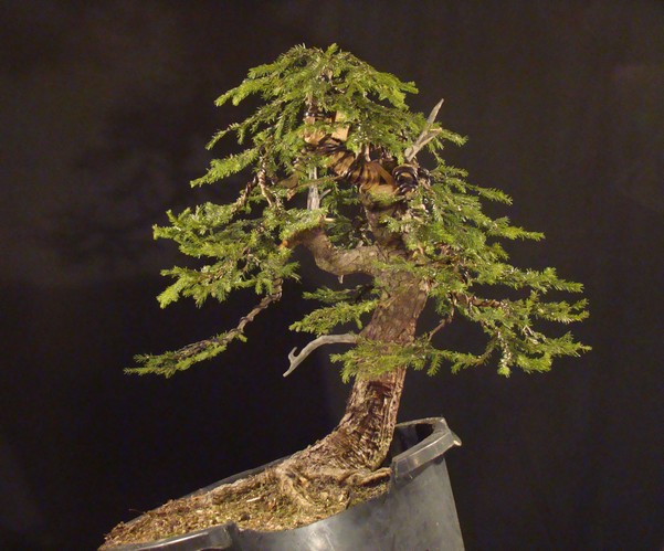 Picea abies - Spruce yamadori - "First" - (owner Mirek Škrabal)  Smrk-210