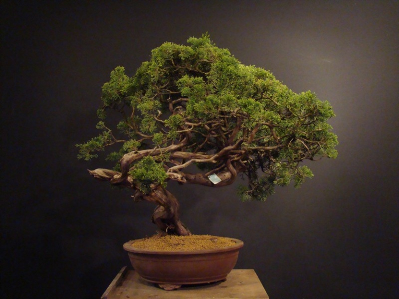 Juniperus sabina - yamadori 2008 - first styling Spae_014