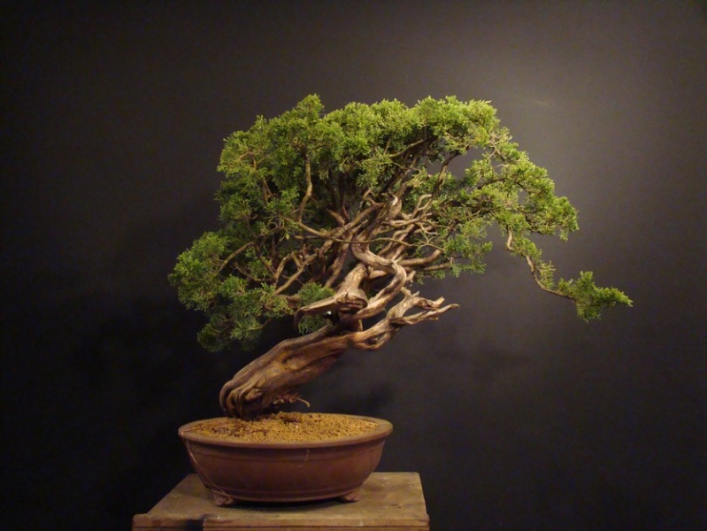 Juniperus sabina - yamadori 2008 - first styling Spae_015