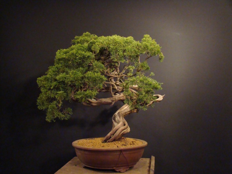 Juniperus sabina - yamadori 2008 - first styling Spae_016