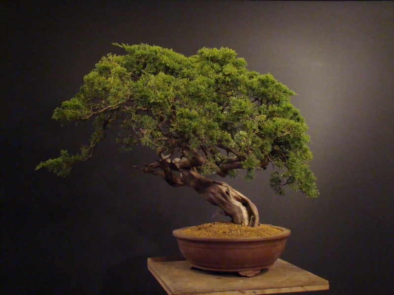 Juniperus sabina - yamadori 2008 - first styling Spae_017
