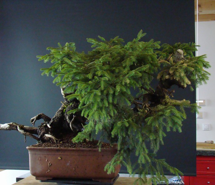 Picea abies "Giant spruce" (M.Škrabal) - FIRST STYLING 2011 Sprg_110
