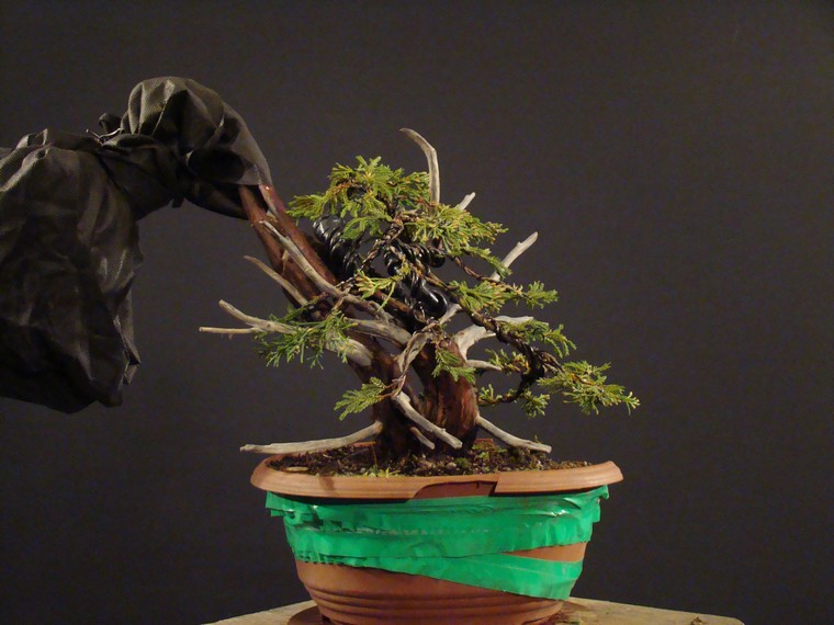 Juniperus chinensis -  2005 "Small" Tv_00710