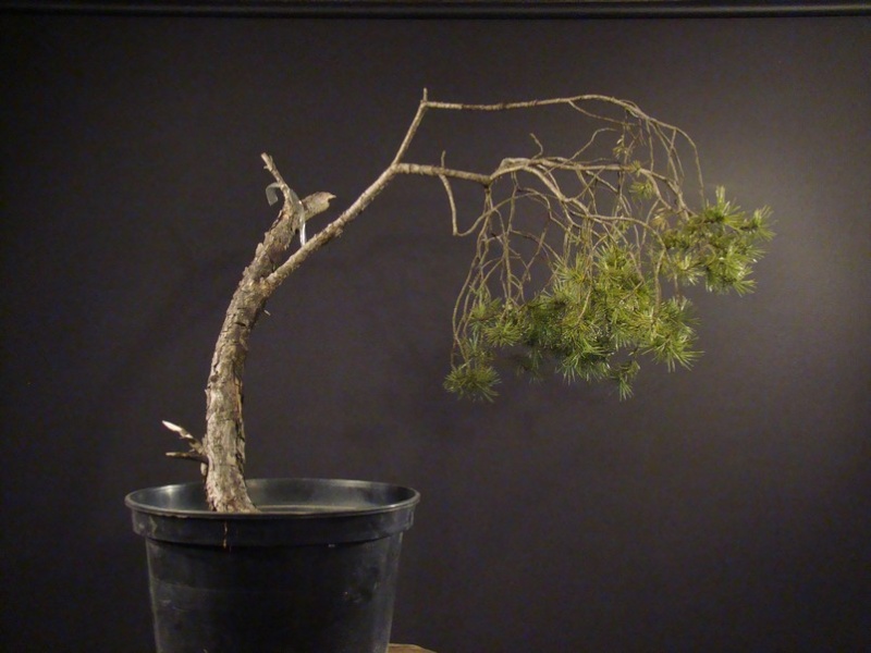 Pinus sylvestris 2005 - real project? Zl_110