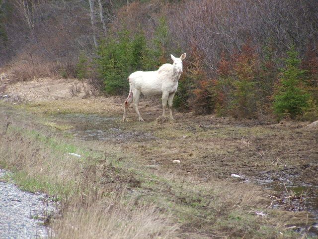 white moose Cid_0016