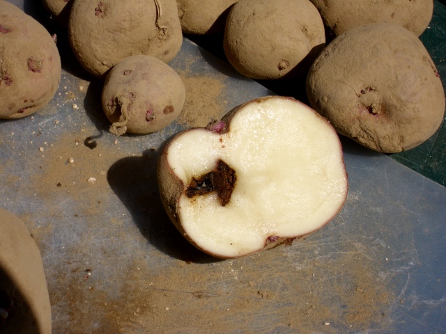 potatoes Hpim0228
